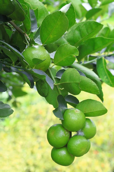 Κοντινό Πλάνο Της Οργανικό Πράσινο Εσπεριδοειδή Φρούτα Στο Δέντρο — Φωτογραφία Αρχείου
