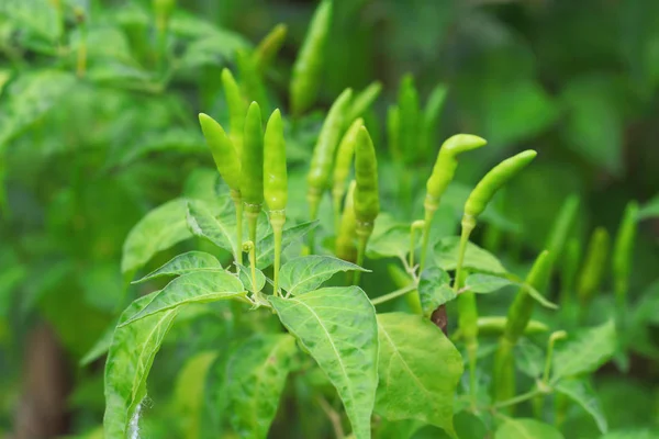 Groene Peper Biologische Boerderij Van Thailand — Stockfoto