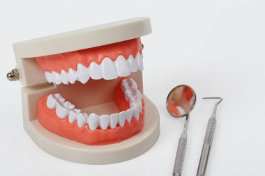 Beyaz dişler modeli ve izole kırpma yolu, beyaz arka plan üzerinde diş aletleri.