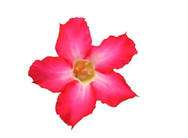 Desert rose, sahte açelya, Pinkbignonia, Impala lily çiçek izole üzerinde beyaz arka plan, kırpma yolu.