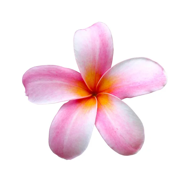 Flores Tropicales Frangipani Plumeria Rosa Aisladas Blanco Con Camino Recorte — Foto de Stock