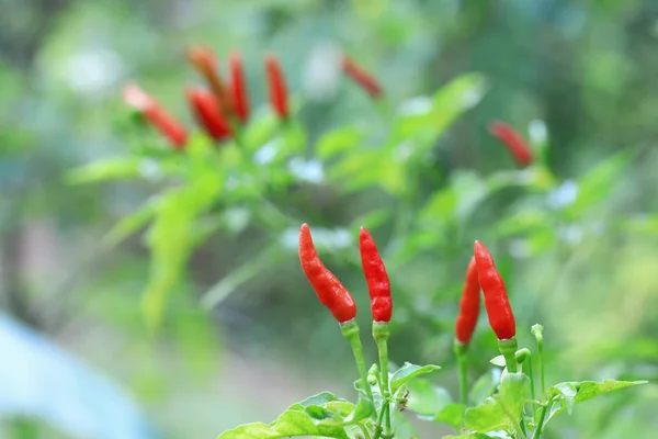 Rode Pepers Biologische Boerderij Van Thailand — Stockfoto