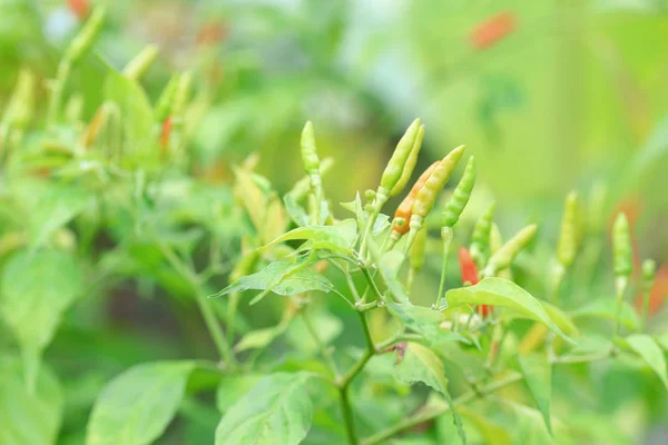 Groene Peper Biologische Boerderij Van Chili Biologische Tuin Thailand — Stockfoto