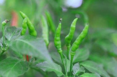 Tayland chili organik bahçe organik tarım yeşil biber.