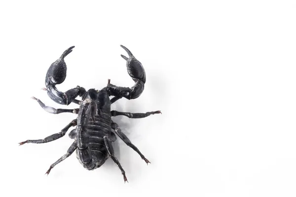 Mladí Scorpion Izolovaných Bílém Pozadí — Stock fotografie