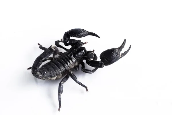 Junger Skorpion Isoliert Auf Weißem Hintergrund — Stockfoto