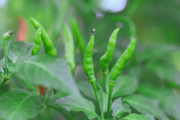 Groene Peper Biologische Boerderij Van Chili Biologische Tuin Thailand — Stockfoto