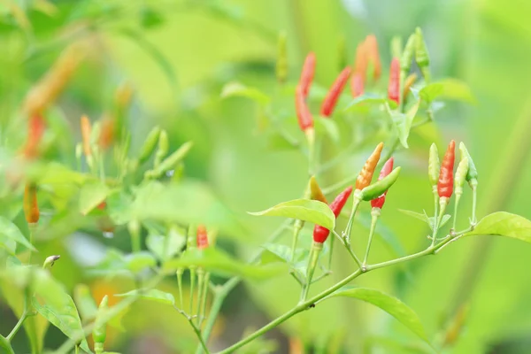 Groene Peper Biologische Boerderij Van Chili Biologische Tuin Thailand — Stockfoto
