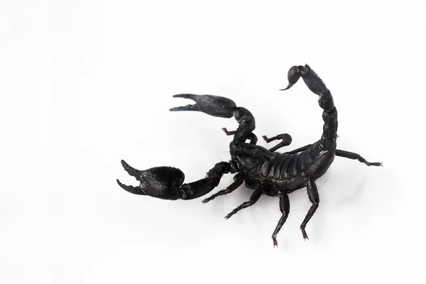 Giovane Scorpione Isolato Sfondo Bianco — Foto Stock