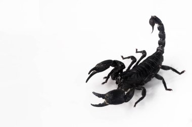Beyaz arka plan üzerinde izole genç akrep.