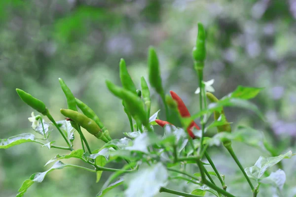 Groene Peper Biologische Boerderij Van Chili Biologische Tuin Thailand — Stockfoto