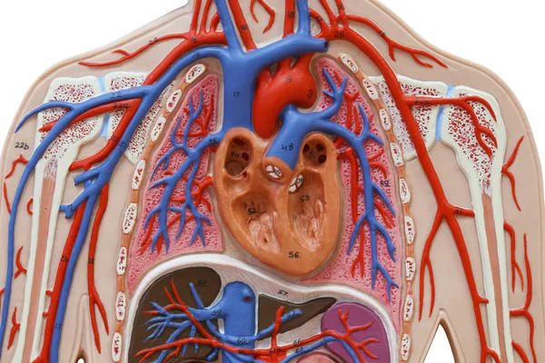 Menselijke Anatomische Model Geïsoleerd Witte Achtergrond Een Vaak Gebruikte Hulpmiddel — Stockfoto