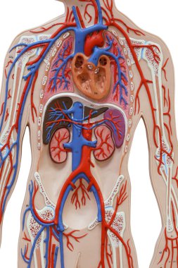 İnsan anatomik model portresi beyaz arka plan üzerinde tıbbi çalışma için sık kullanılan bir araç izole. kırpma yolu.