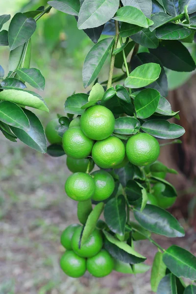 Cítricos Verdes Lima Orgánica Colgando Árbol Fondo Naturaleza —  Fotos de Stock