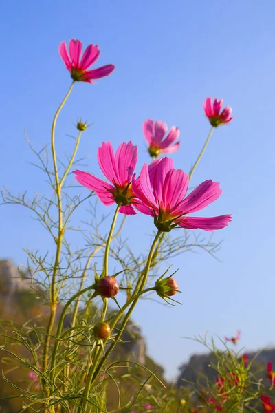 Close Pink Cosmos Flowers Natural Background — Stock Photo, Image