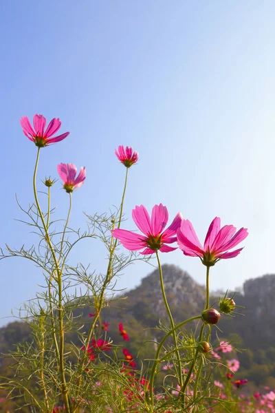 Close Pink Cosmos Flowers Natural Background — Stock Photo, Image