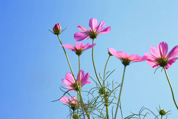 Pink Cosmos Flowers Field Blue Sky — Stock Photo, Image