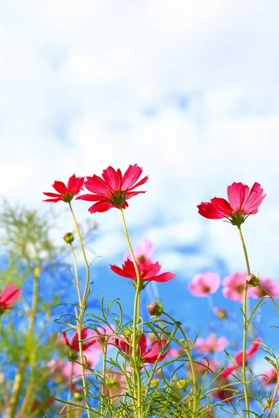 Close Van Roze Kosmos Bloemen Natuurlijke Achtergrond — Stockfoto