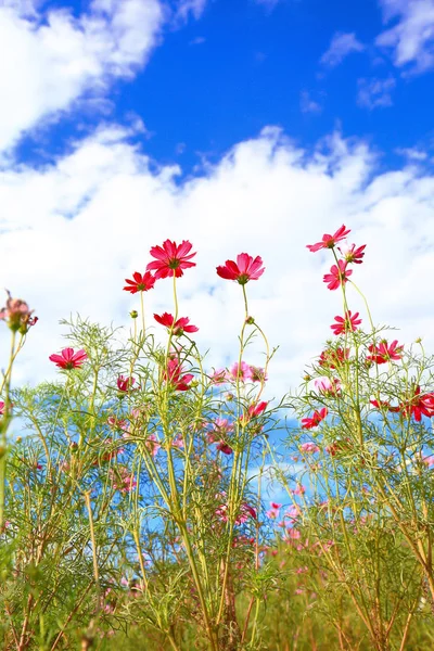 Pembe Kozmos Çiçeklerine Doğal Arka Planda Yaklaş — Stok fotoğraf