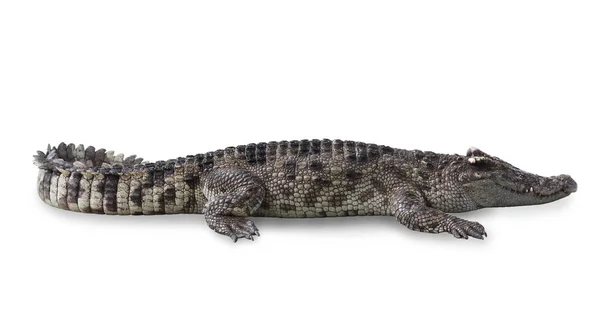 Freshwater crocodile isolated with clipping path. — Stock Photo, Image