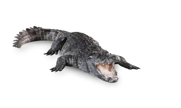 Freshwater crocodile isolated with clipping path. — Stock Photo, Image