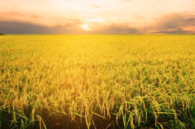 Altın pirinç alan sabah