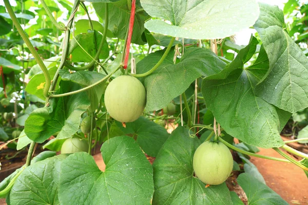 Melones verdes en Tailandia — Foto de Stock