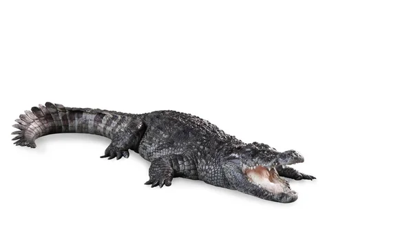 Freshwater crocodile isolated with path. — Stock Photo, Image