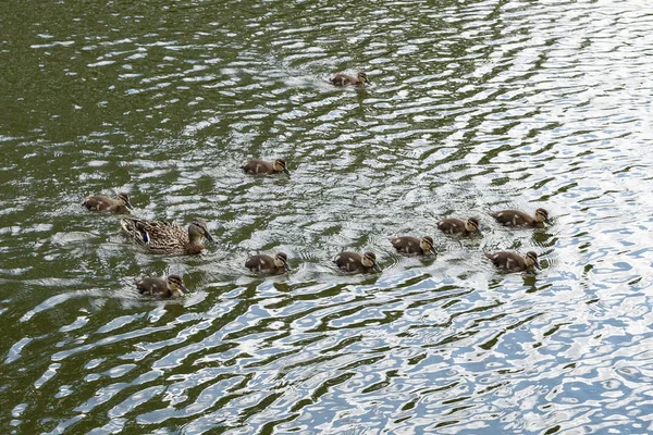 Duck familj på en båttur. — Stockfoto