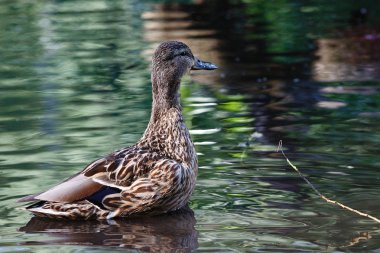 Suyun yüzeyinde dalgaları olan bir ördek..