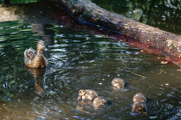 Canard avec des canetons à la surface de l'étang. — Photo