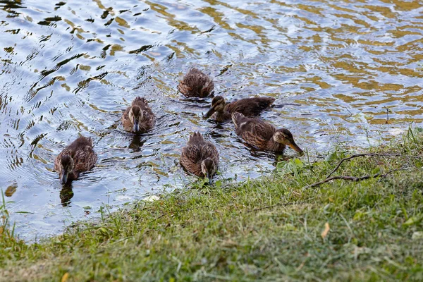 Canard avec des canetons à la surface de l'étang. — Photo