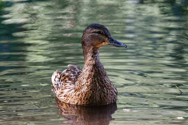 Eine Ente in einem Teich, mit Wellen auf der Wasseroberfläche. — Stockfoto