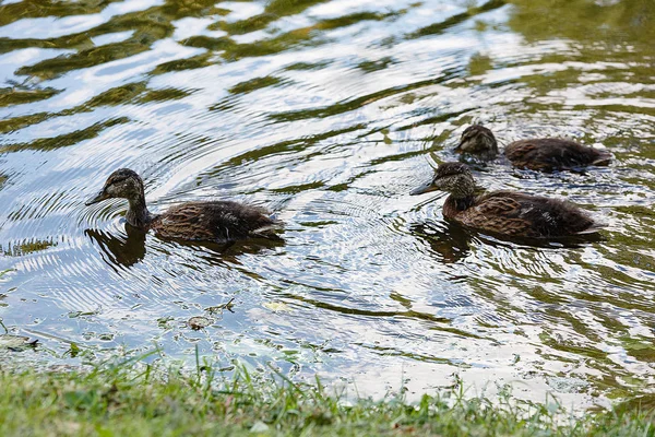 Eend met eenden op het oppervlak van de vijver. — Stockfoto