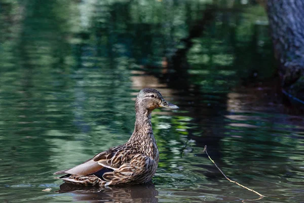 En anka i en damm, med vågor på vattenytan. — Stockfoto