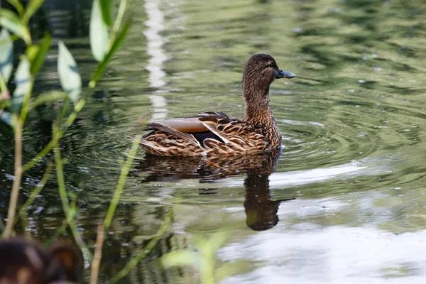 A duck in a pond, with waves on the surface of the water. — Stock Photo, Image