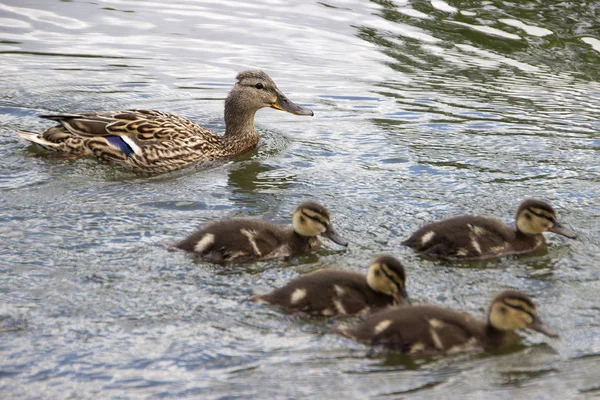 Duck familj på en båttur. — Stockfoto