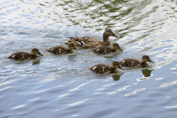 Duck familj på en båttur. — Stockfoto