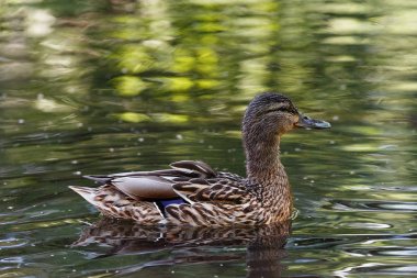 Suyun yüzeyinde dalgaları olan bir ördek..