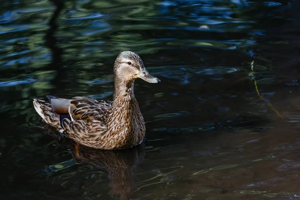 En anka i en damm, med vågor på vattenytan. — Stockfoto