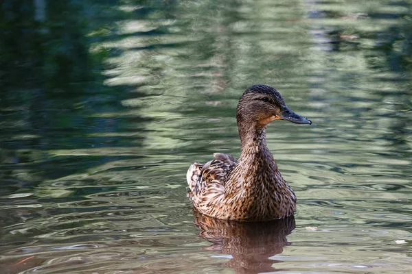 池塘里的一只鸭子，水面上有波浪. — 图库照片