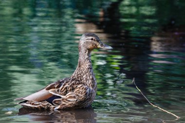 Suyun yüzeyinde dalgaları olan bir ördek..