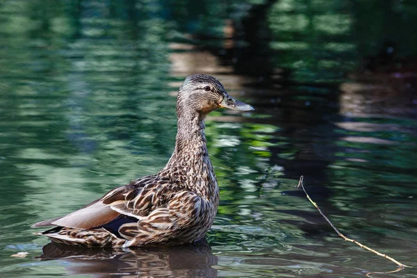 Suyun yüzeyinde dalgaları olan bir ördek..