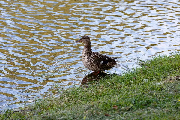 Ente im Teich, der an das Land grenzt. — Stockfoto