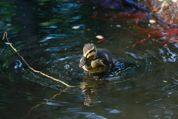 Canard avec des canetons à la surface de l'étang. — Photo