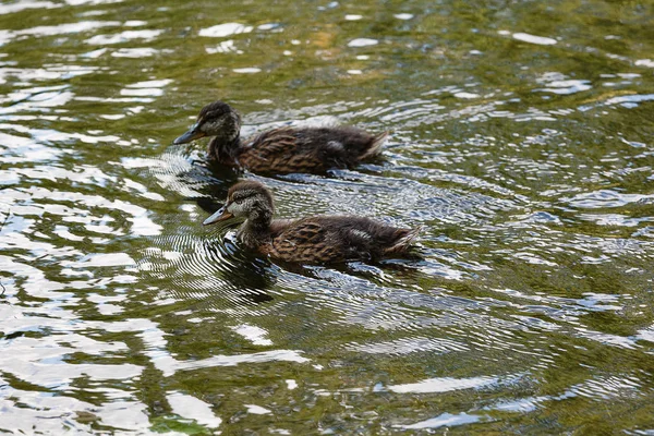 Canard avec des canetons à la surface de l'étang. — Photo