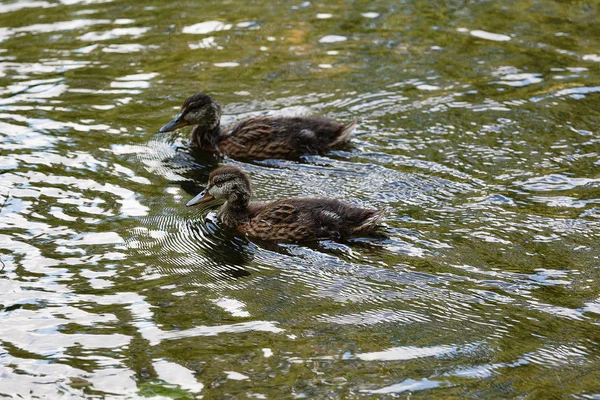 Ente mit Entchen auf der Teichoberfläche. — Stockfoto