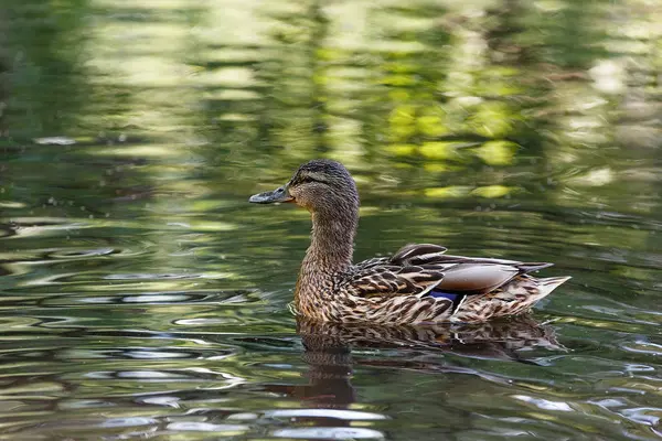 En anka i en damm, med vågor på vattenytan. — Stockfoto