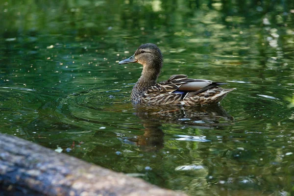 池塘里的一只鸭子，水面上有波浪. — 图库照片