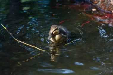 Ördekli ördekler göletin yüzeyinde.